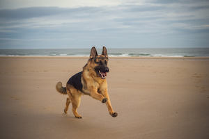 German Shepherd Dog